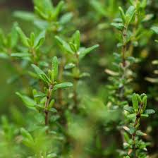 winterharde kruiden planten