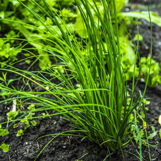meerjarige winterharde kruiden