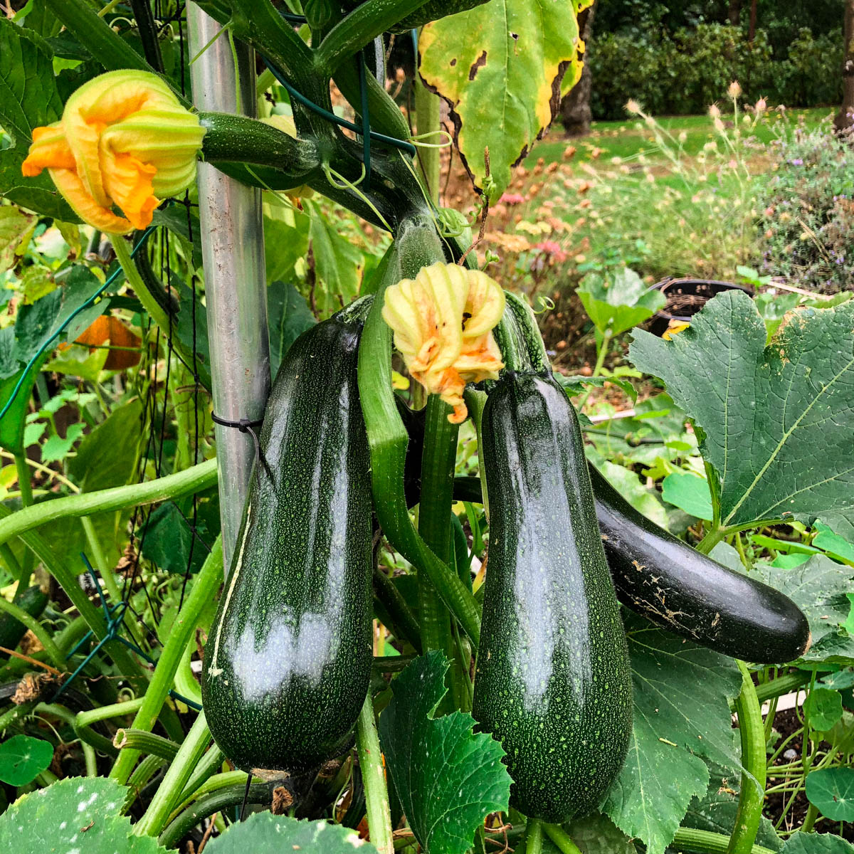kruiden voor courgette